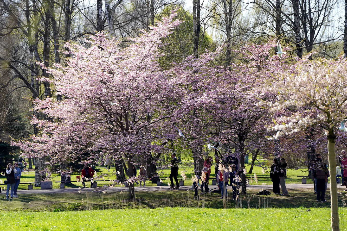 Uzvaras parkā zied sakuras.