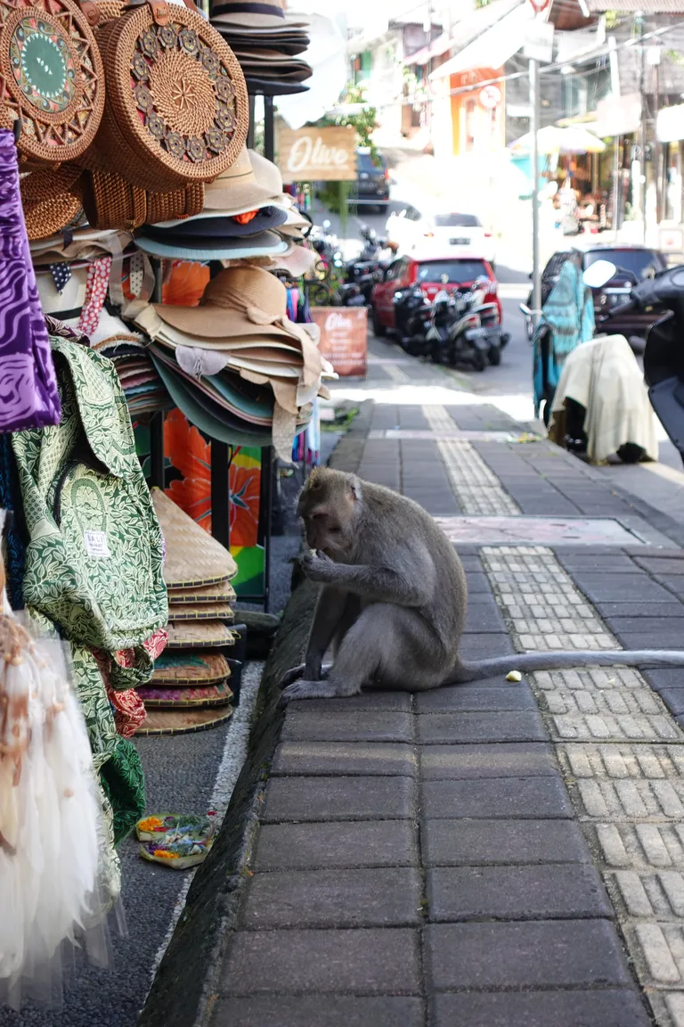 Ubudi üks tuntumaid vaatamisväärsusi, Monkey Forest, meelitas varem päevas kohale tuhandeid turiste, kes said kohapeal ahvide toitmiseks banaane osta.