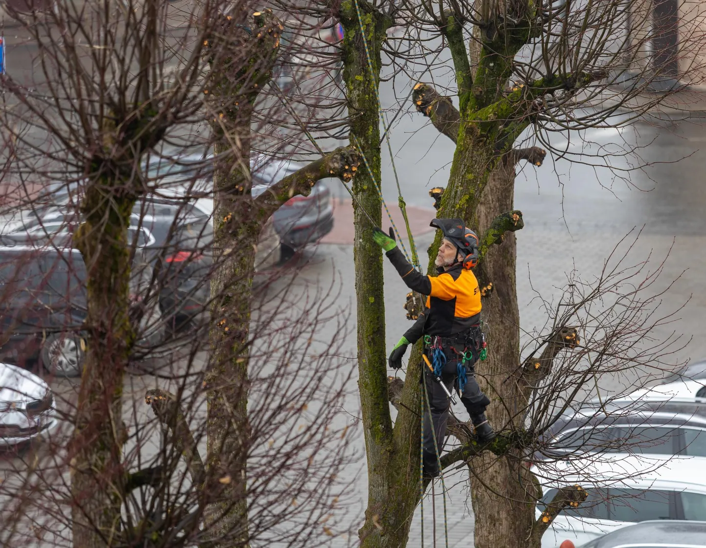Arborist Robert Oetjen, kes oli oksi lõikamas alltöövõtjana oma osaühinguga Rongavana, ütles, et linna poolt oli oma ajal julge otsus pärnad ära nudida.