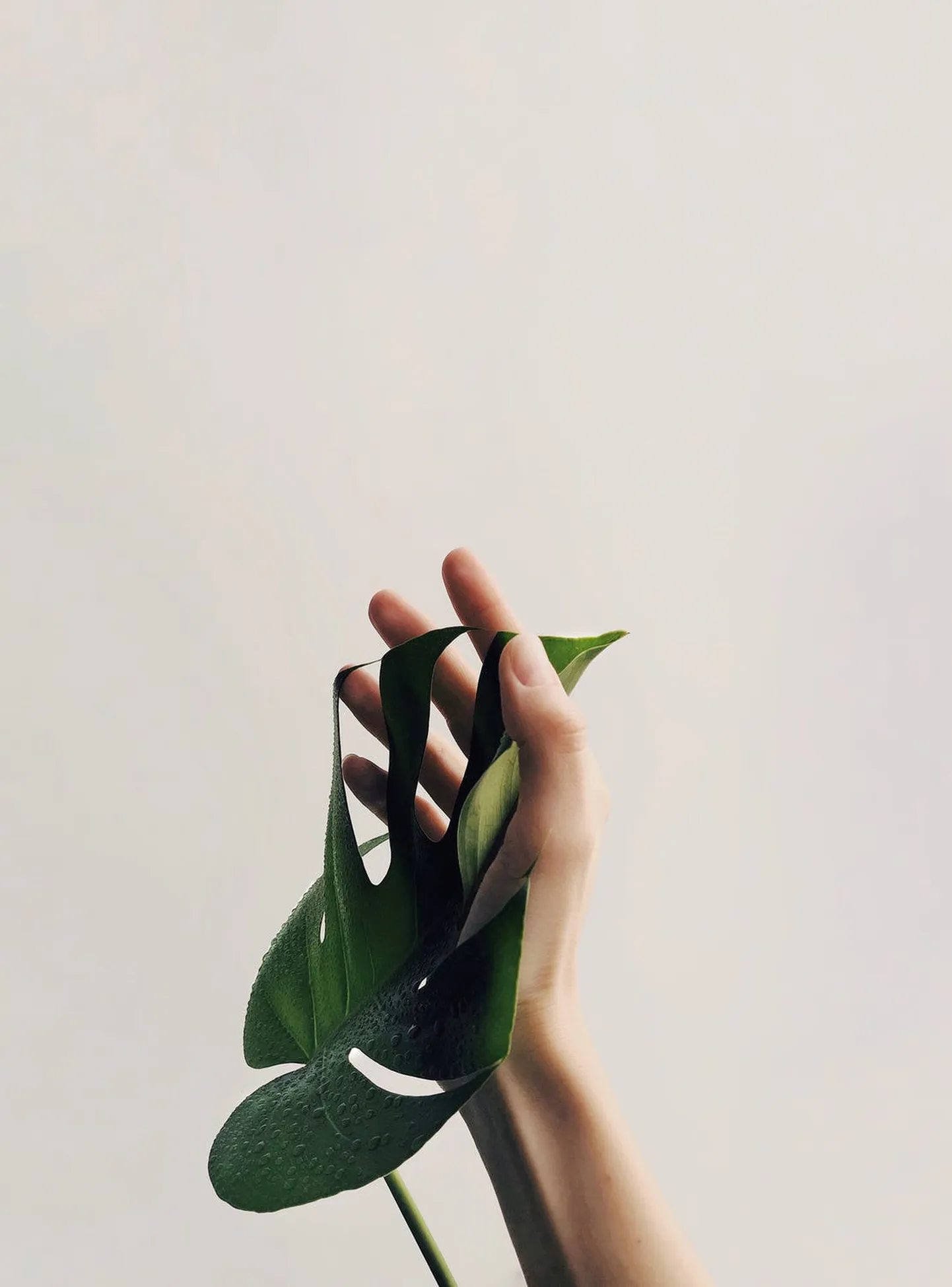 Monstera leht.