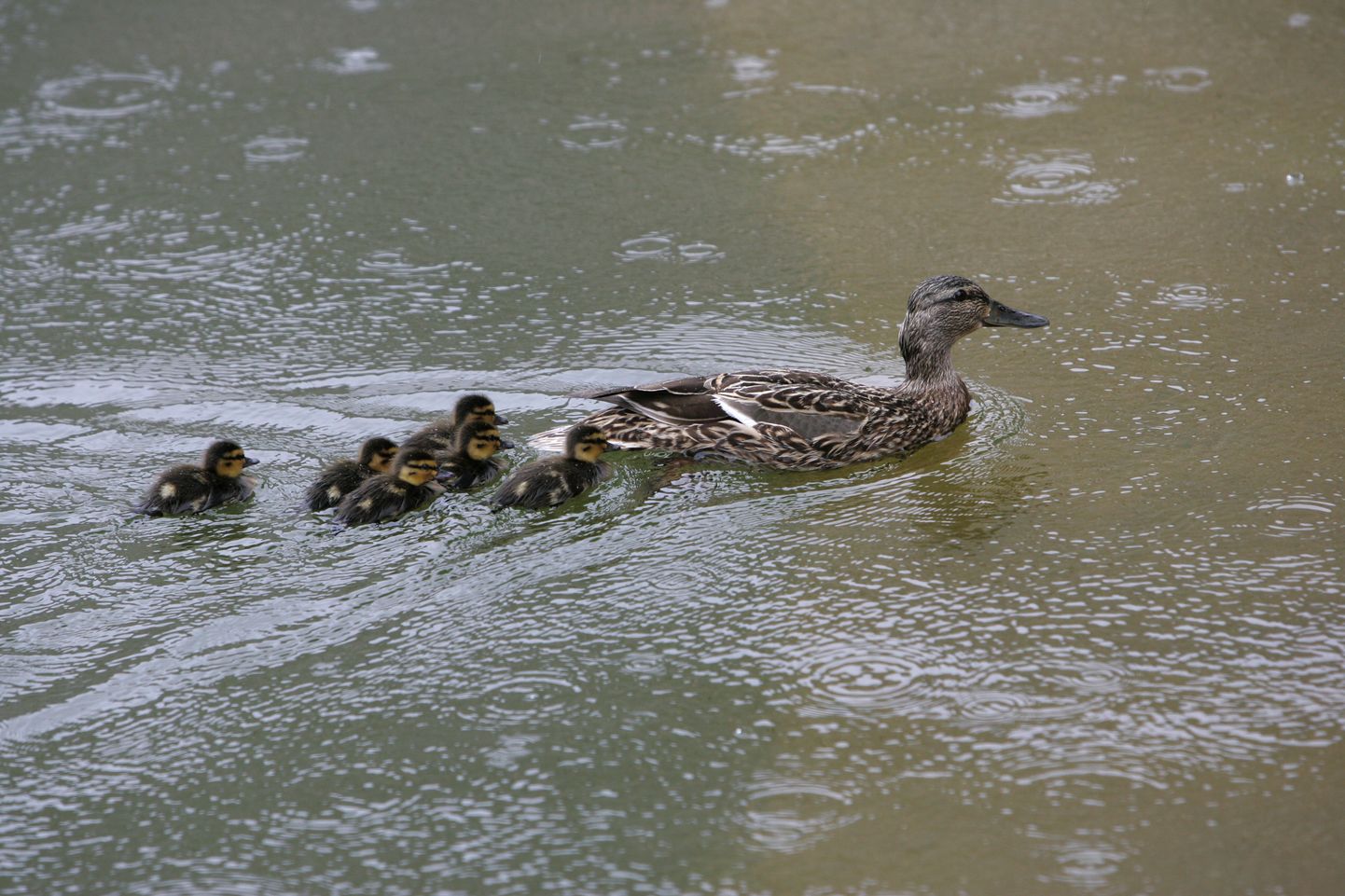 Эта утиная семья плавала в фонтане за Национальной библиотекой в июне.