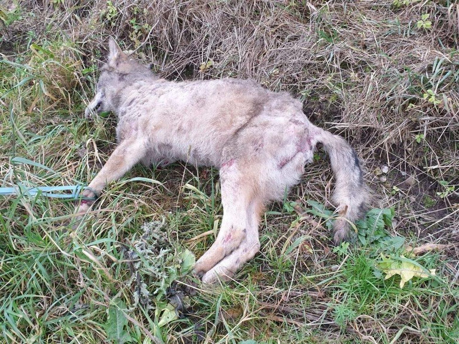 Под Вильянди в ДТП погибла волчица.