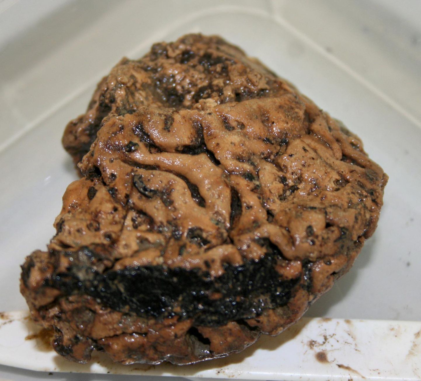 2500 aastat vana aju, mis väidetavalt on Euroopa vanim