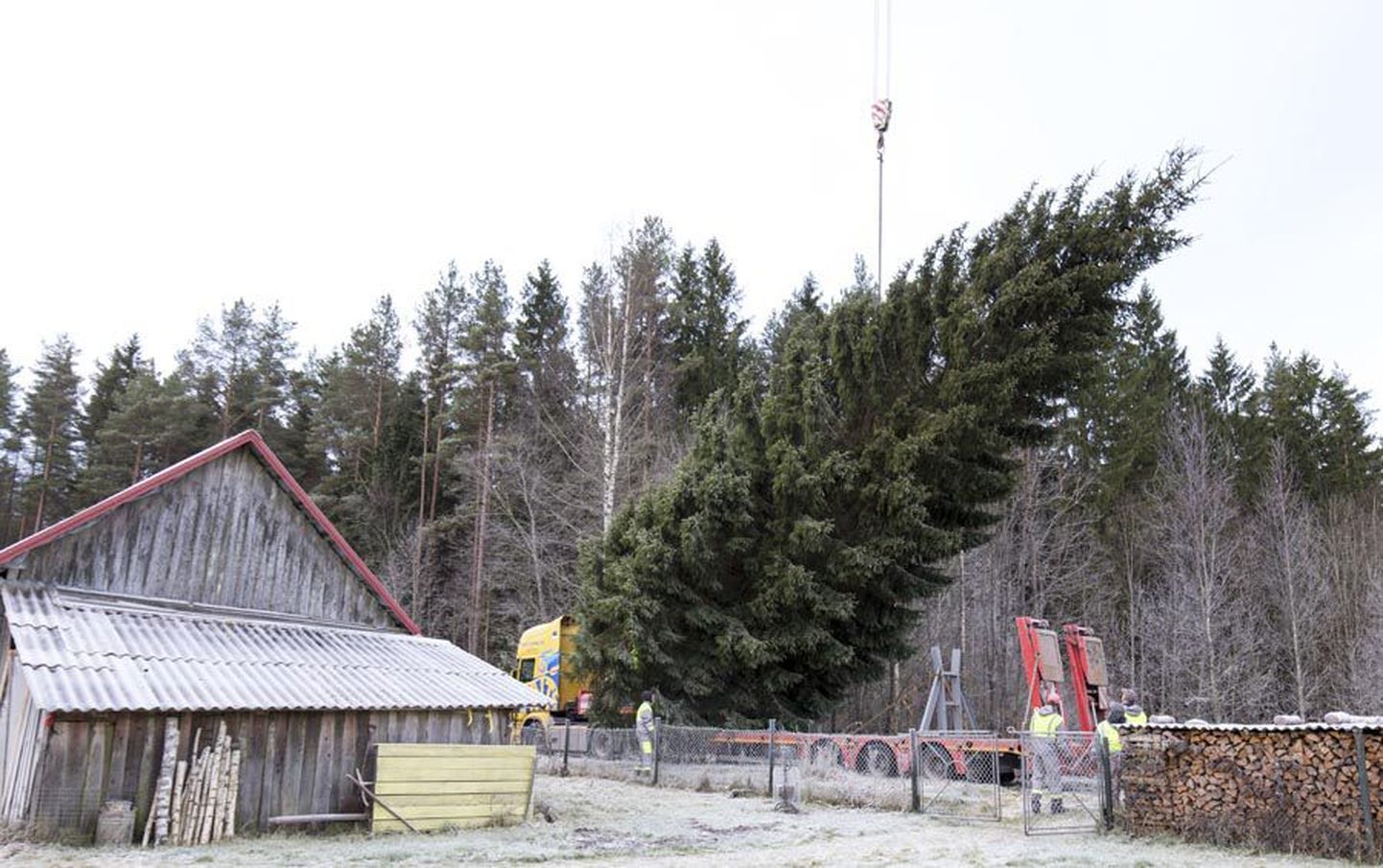Viljandi jõulukuusk toodi tänavu Väike-Kõpu külast Süteoja talust.