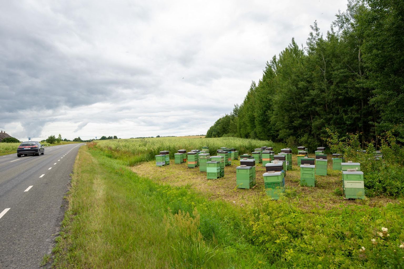 Viljandi–Suure-Jaani maanteel sõites on autojuhtidele silma jäänud vastu esiklaasi paiskuvad mesilasparved, kes tulevad otse tee kõrvalt 60 tarust.