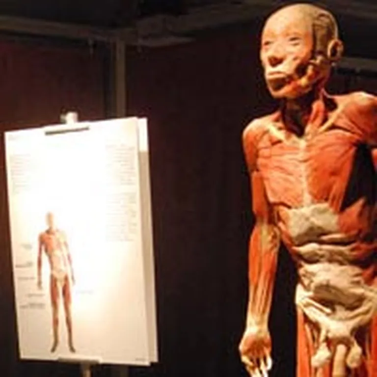 "Bodies Revealed"
