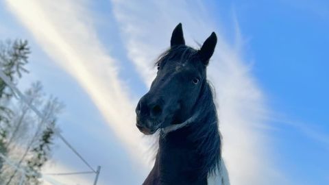 AITAME LEIDA! ⟩ Märjamaal varastati koplist hobune