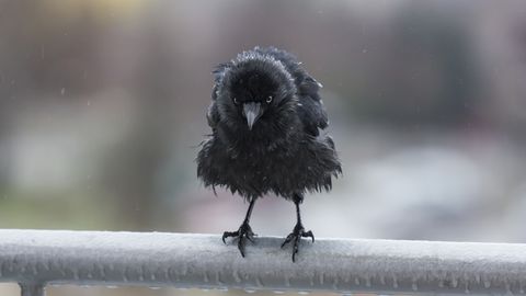 Ceturtdiena atnesīs lietu