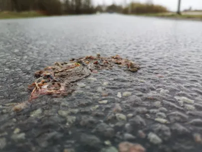 Täna hommikul Ihaste teel auto alla jäänud konn.