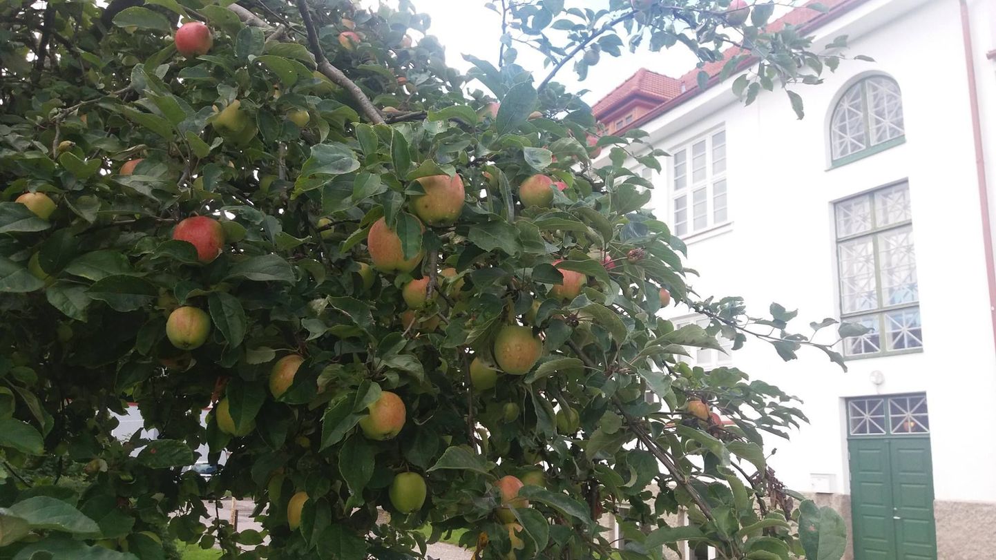 Rääma kooli aias on õunapuud alati ubinaid täis.