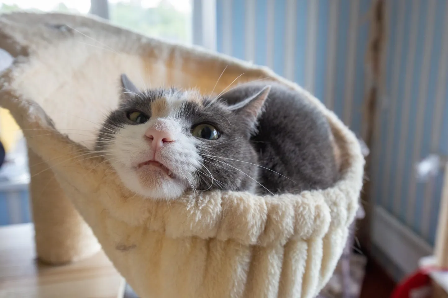 Täna mõtleme päästetud ja adopteeritud loomadele.
