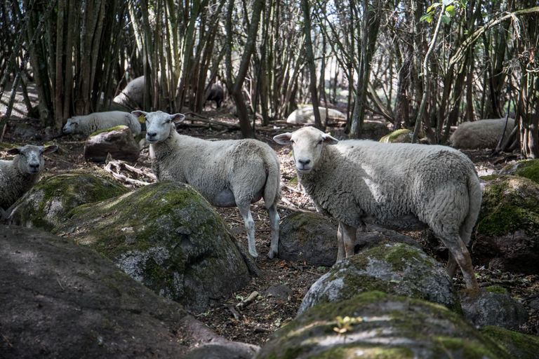 Palavaga on lambad võsas varjus.