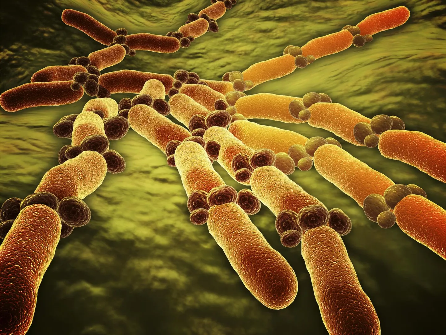 Candida albicans on pärmseen, mis põhjustab inimestel mitmesuguseid seeninfektsioone.