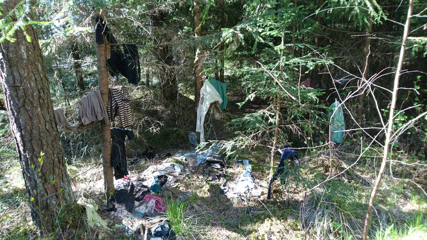 Keegi oleks justkui pesupäeva korraldanud ja seejärel rõivad kuivama unustanud – metsa.
