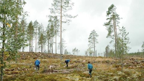 Rootsi uuringu avastus: metsa süsinik peidus mullas, mitte puudes