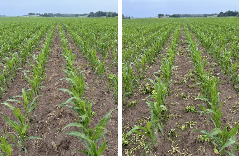 Scandagraga koostöös demo katsetus Tartu Agro põldudel (2024.a). Vasakul Botiga 1 l/ha + Samson Max 6 OD 0,75 l/ha ja paremal konkureeriv toode 1,5 l/ha. Pildil näha Botiga kiire efektiivsus 10 päeva pärast töötlemist.