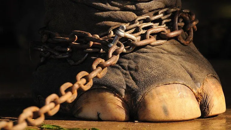 Нога слона с цепью.