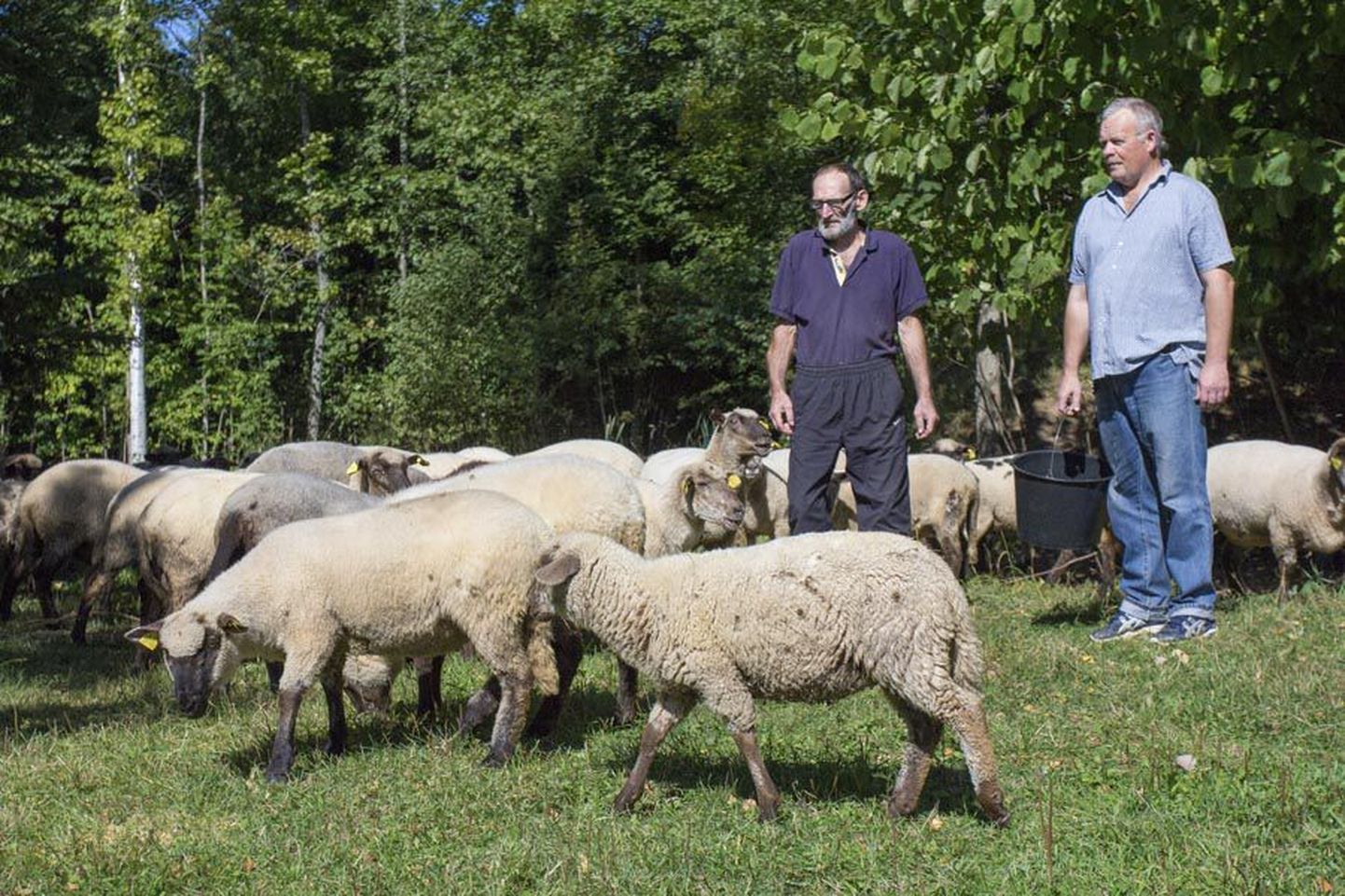 Karksi külas murdsid hundid maha kolm Olev Villemsoni (vasakul) lammast ja vigastasid teist sama palju. Naabrimehe Robert Mõtsa 65 lammast jäid huntidest puutumata. Kohutatud lambakasvatajad kinnitavad, et ei jäta loomi isegi palavaga enam pimedal ajal välja.