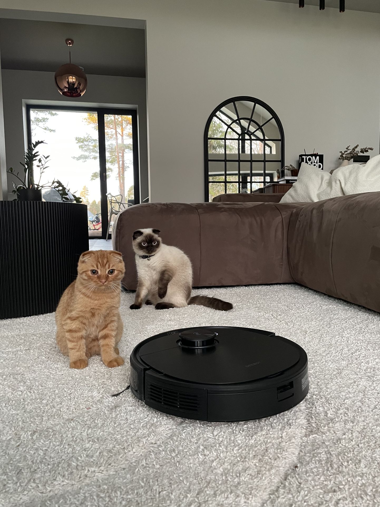 HOIAB PUHTUST: Kui kodus on lapsed ja mitu kassi, on robot hea abimees. Kassid Tom Dixon (punane) ja Maru (beež) saavad rahumeeli oma tegemisi teha.