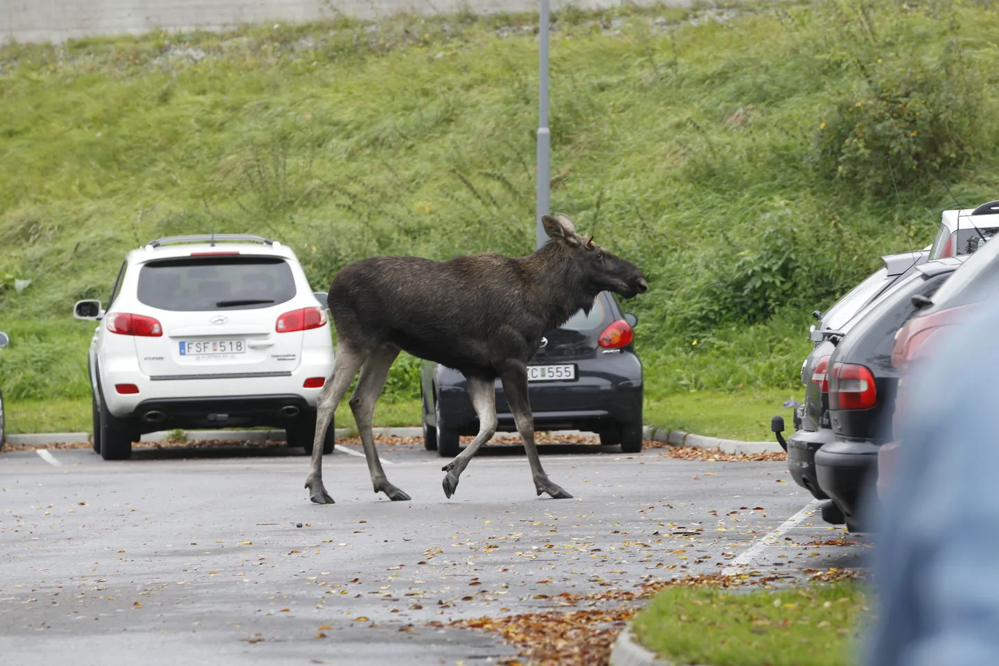 Põder parkimisplatsil