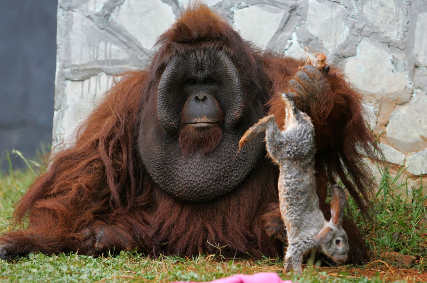 Orangutan väntsutas jänest