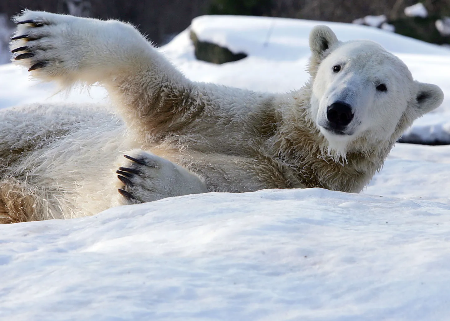 Knut.
