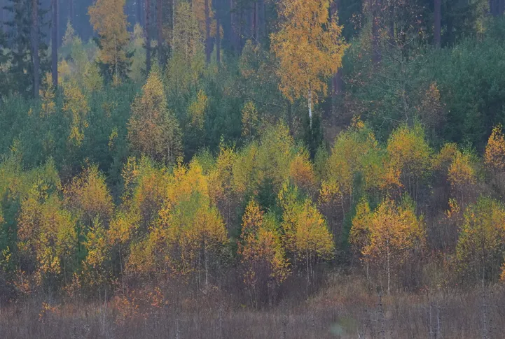 Svētdiena būs saulaina, gaidāmi pat +12 grādi