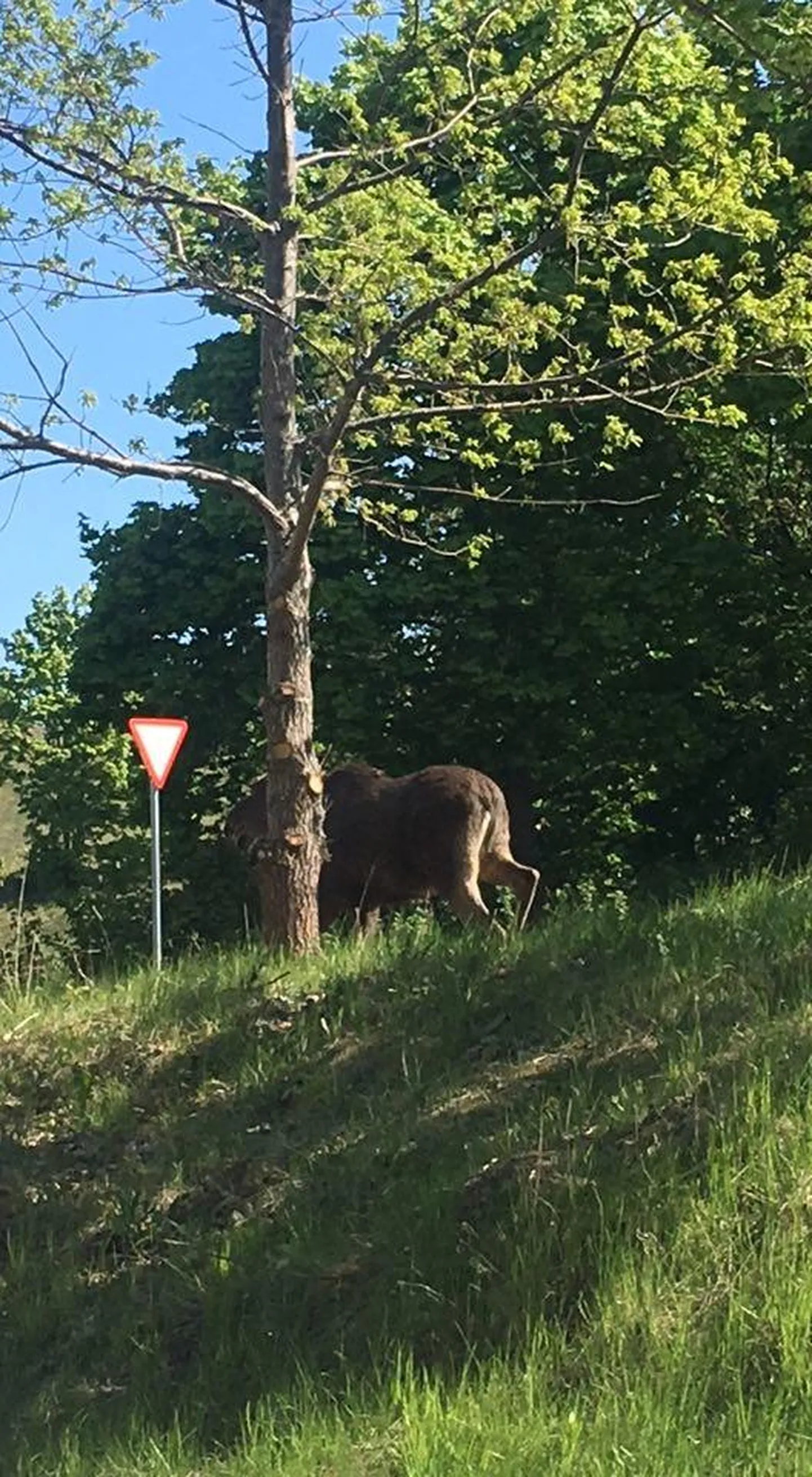 Uudishimulik põdravasikas sörkis mööda Rakvere linna, külastas tarva kuju ja käis tiigis suplemas.