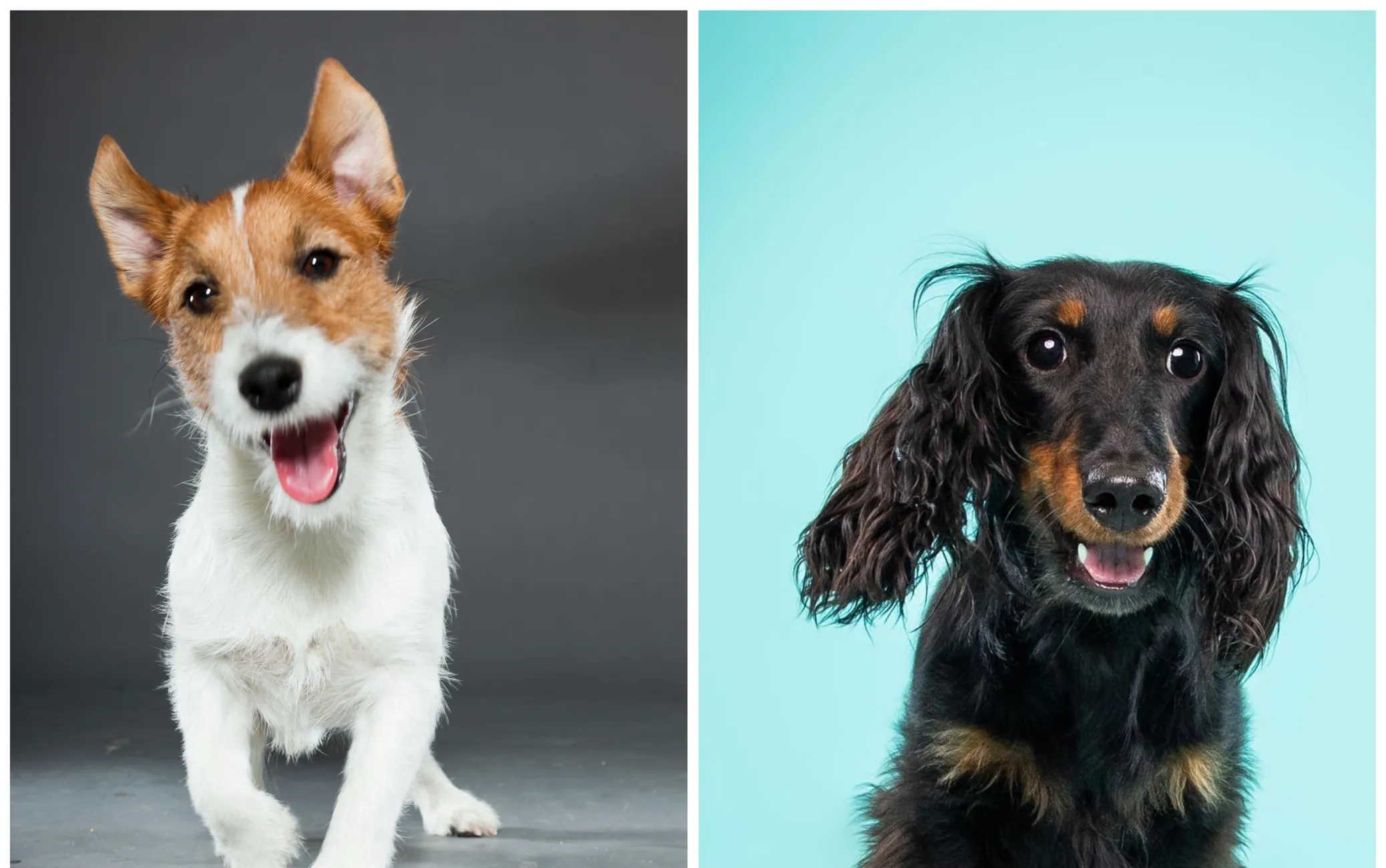 Jack Russelli terjer (vasakul) ja taks (paremal).