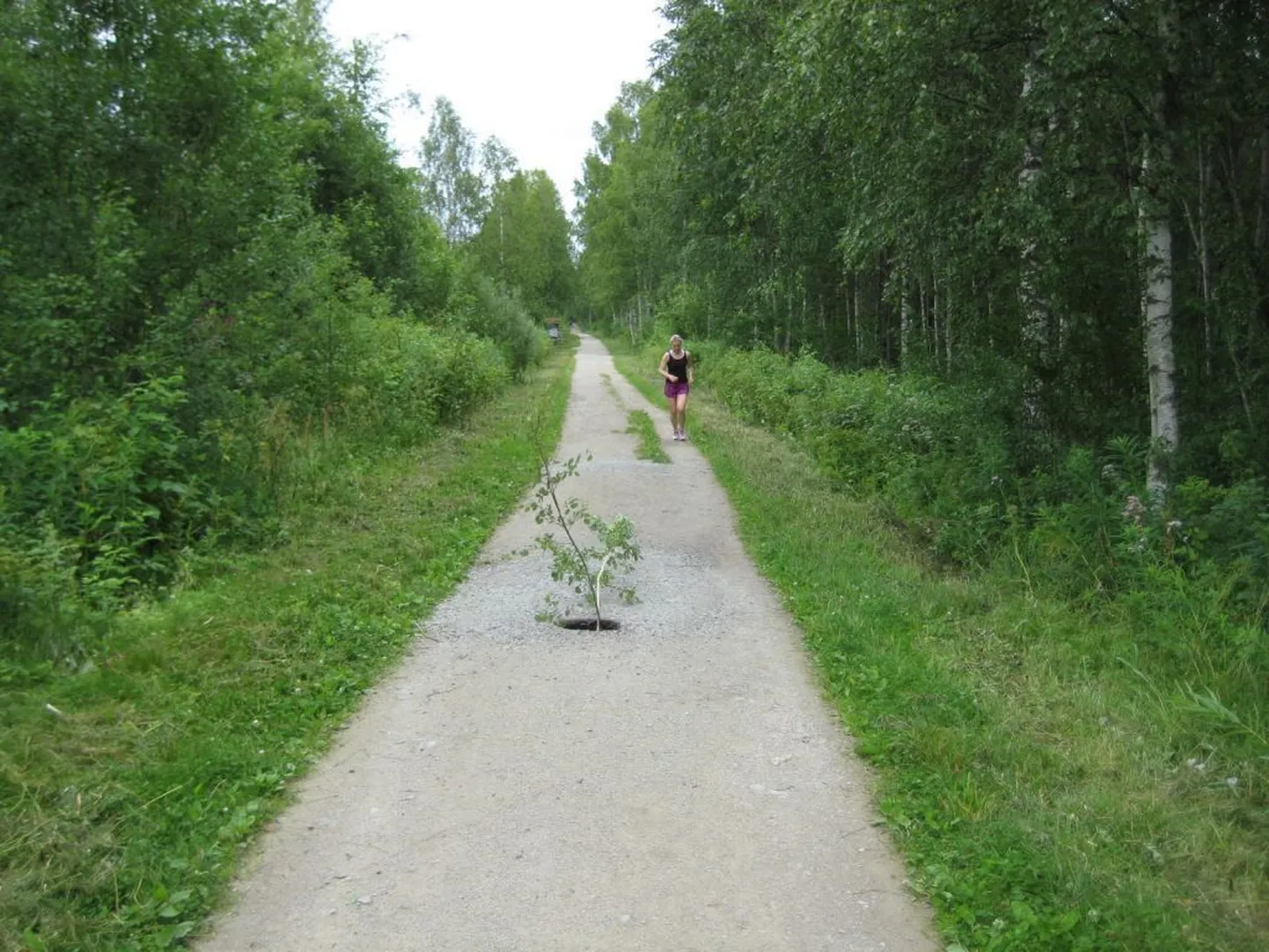 Kobras kaevas Pääsküla rabas käigu keset teed.