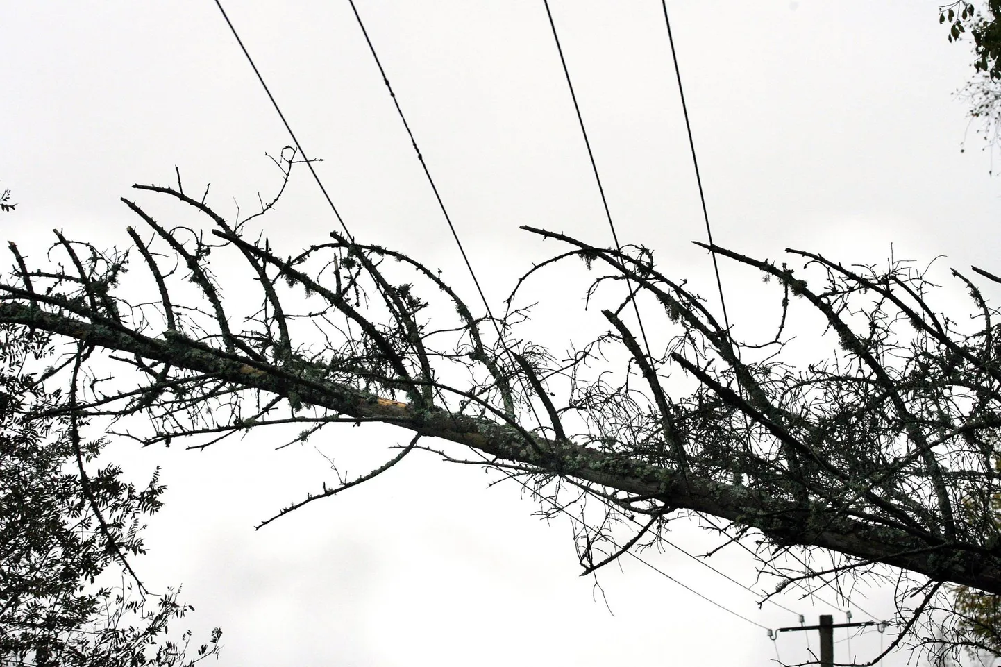 Elektriliinile langenud puu.