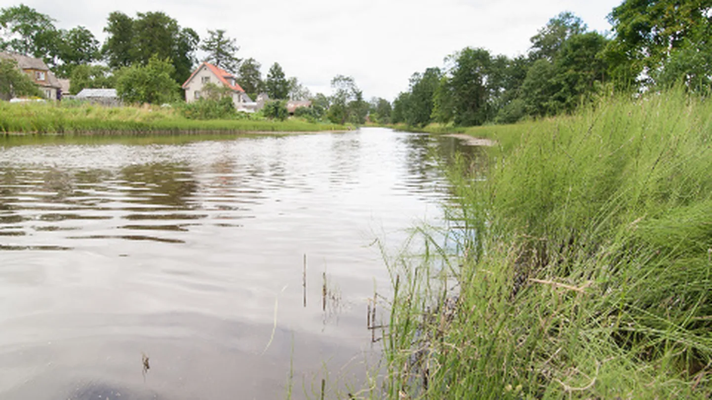 Riskita lahendusi Purtse jõe puhastamiseks pole seni pakkuda; tarkust loodetakse lisanduvat väiksemate jõgede puhastamisega saadavatest kogemustest.