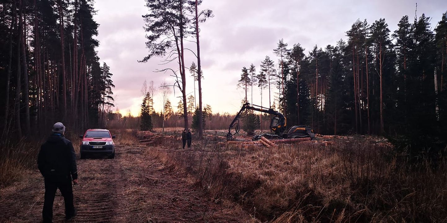 Pärnu linna lähedal metsast leiti kanakulli pesapuu ja raie peatati.