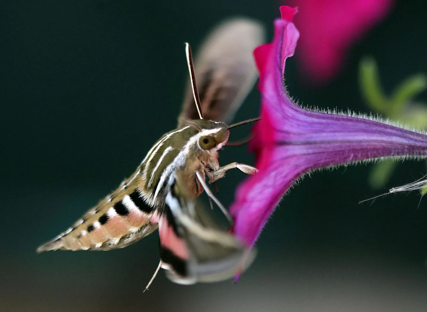 Eestis haruldane päevasuru (Macroglossum stellatarum)