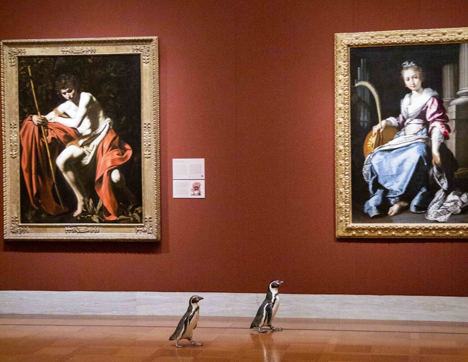 USAs Missouris Kansas Citys pääsesid koroonakarantiini ajal pingviinid kunstimuuseumisse