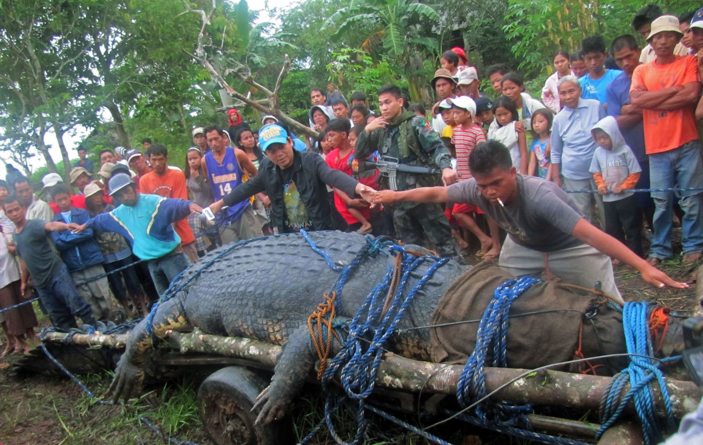 Filipiinidel tabati 6,4-meetrine ja 600 kilogrammi kaaluv krokodill