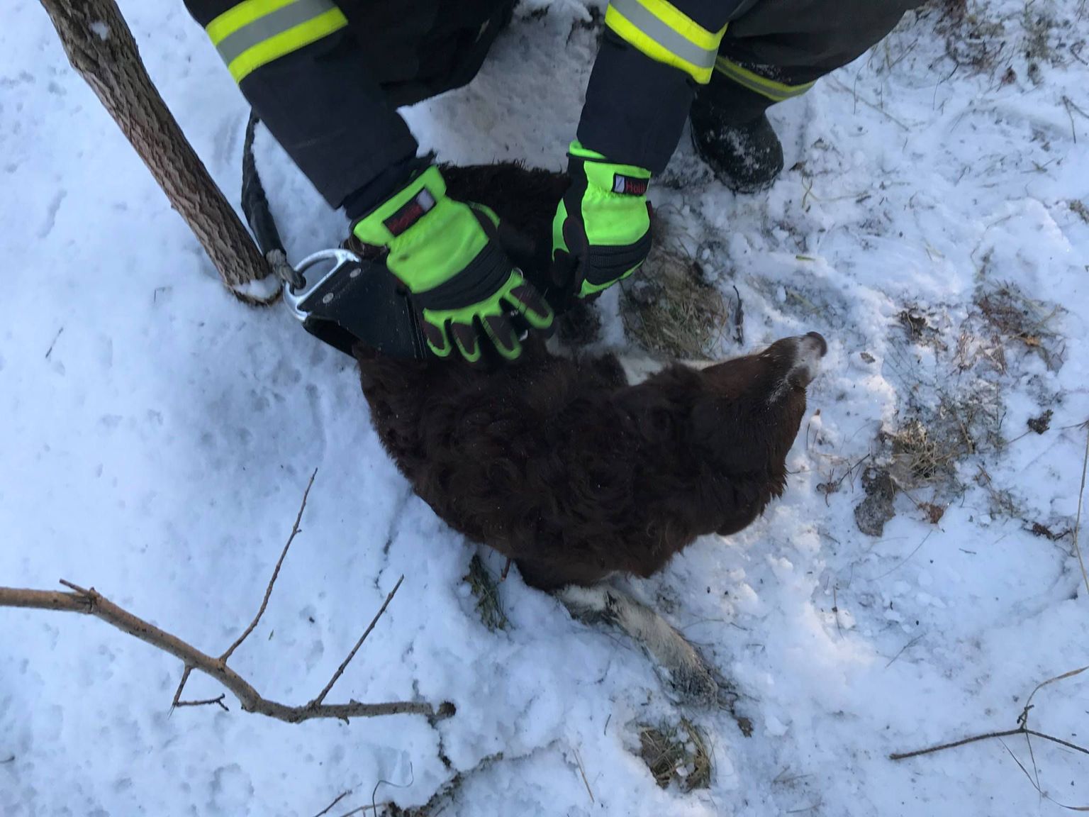 Nõmme päästjad aitasid välja kanalisatsioonikaevu kukkunud koera.