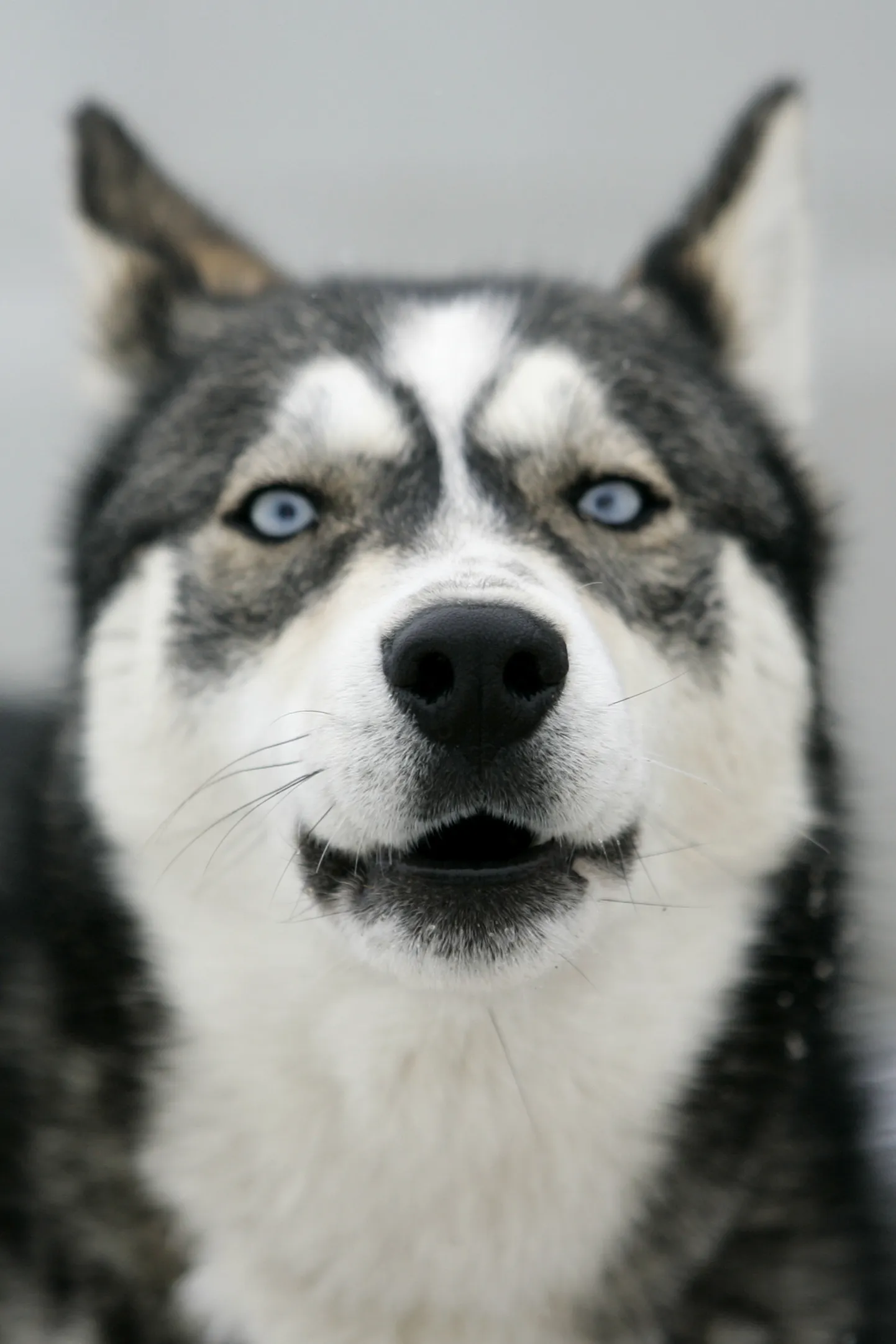 Raksta foto