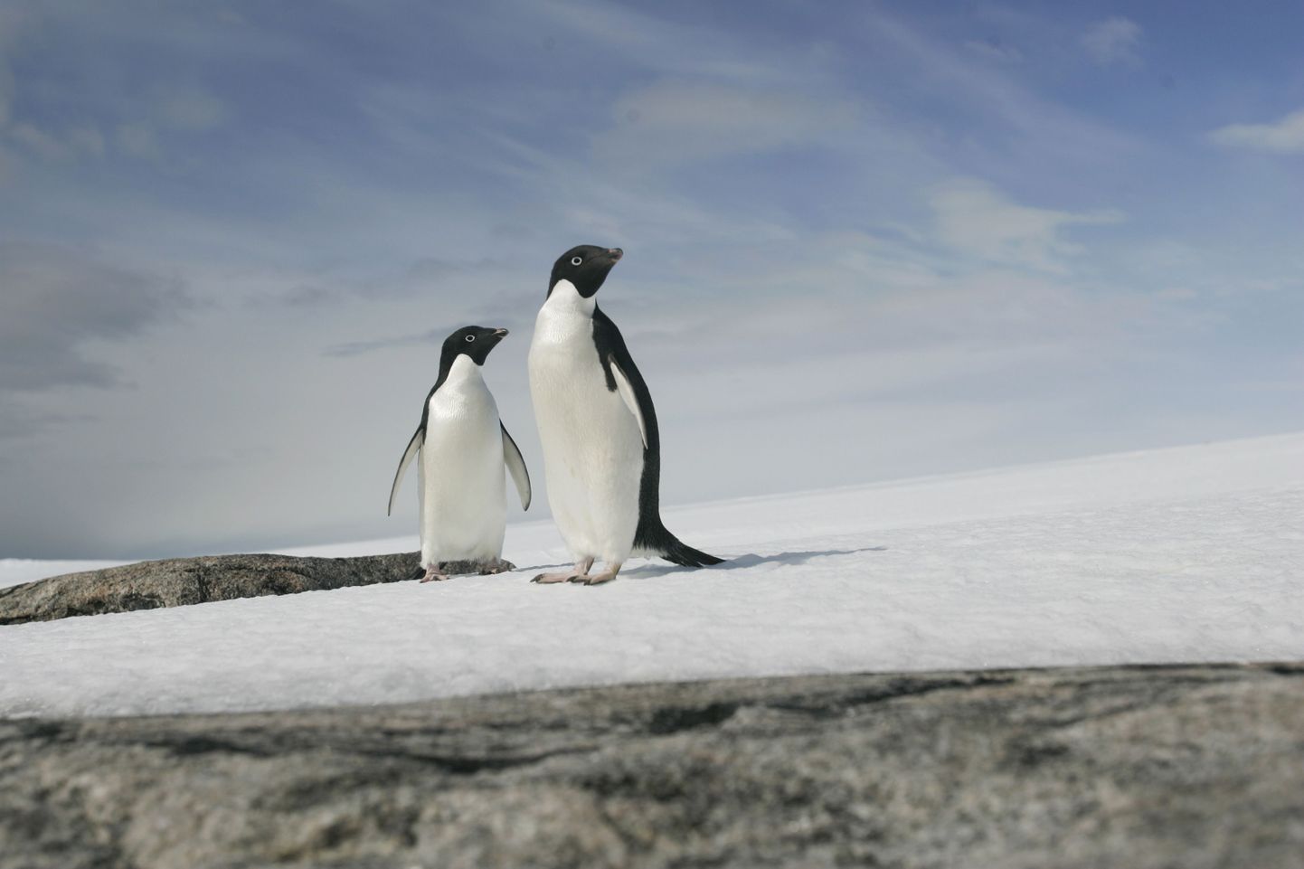 38 protsenti kõigist maailma Adeelia pingviinidest elab just Rossi mere juures.