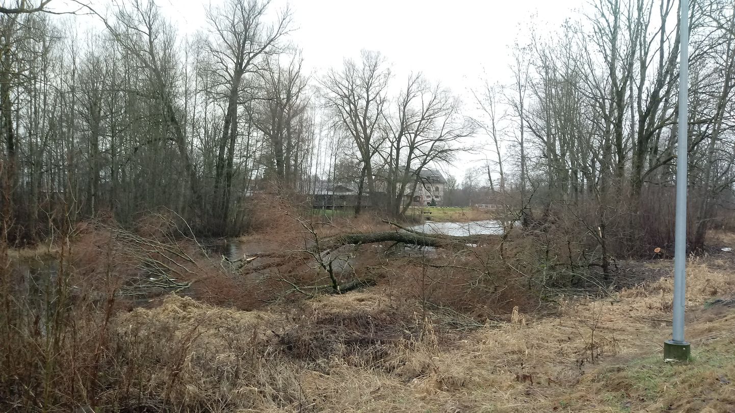 Murdunud puu Pärnu jões