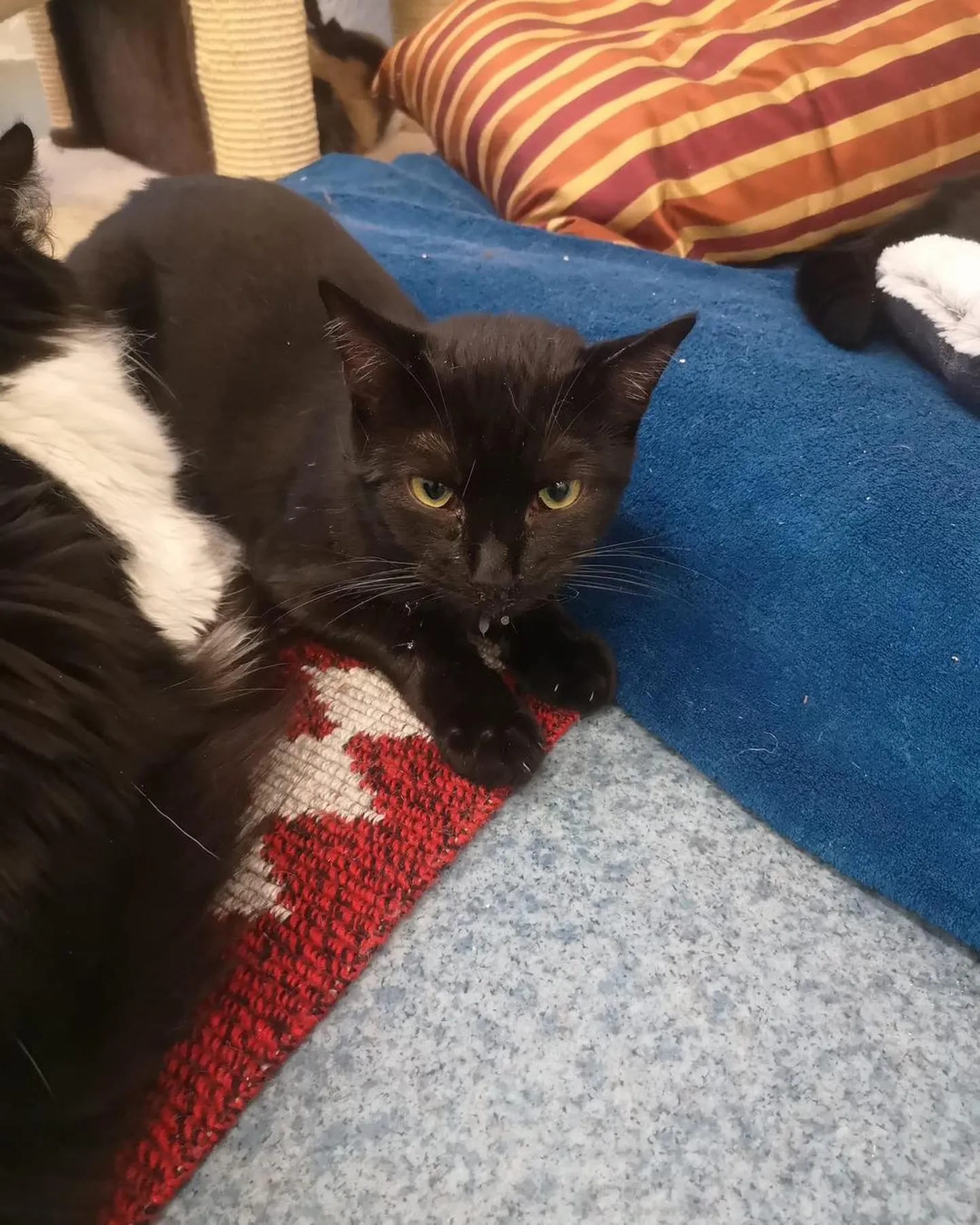 Blacky
