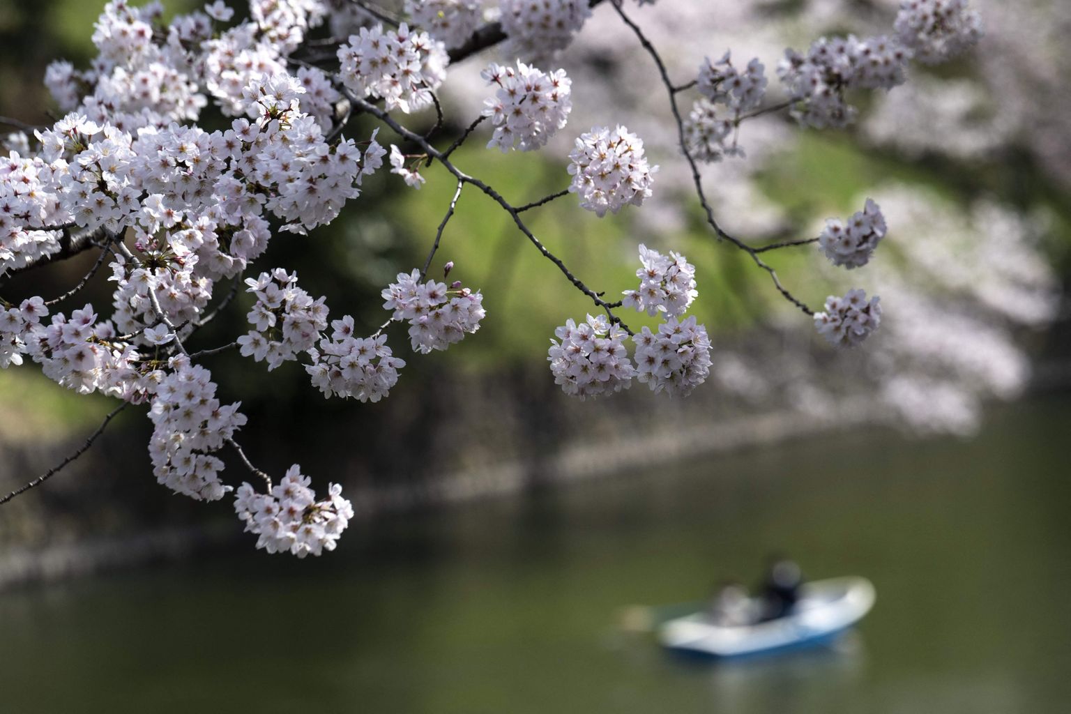 Люди на лодке 28 марта 2022 года в Токио, Япония, наблюдают за цветением сакуры на реке Эдо.