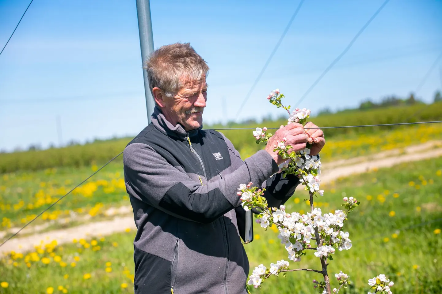Lembit Kilm Arkna Mõisast rõõmustab noorte õitsvate õunapuude üle – mõne aasta pärast on nad piisavalt suured, et ka turistidel oleks põhjust kevaditi nende imetlemiseks kohale tulla.