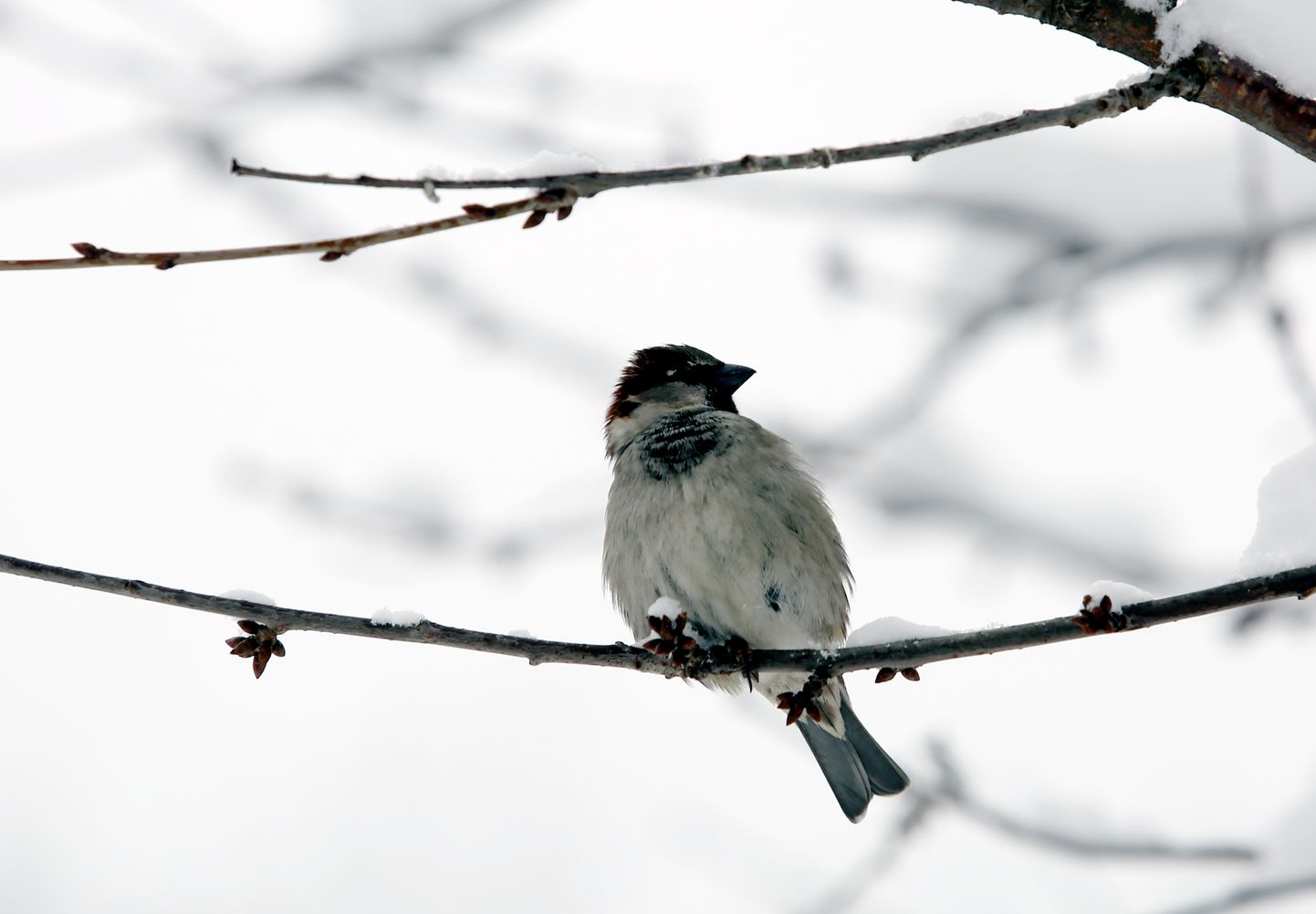 Putns uz zara ziemā; ilustratīvs foto.