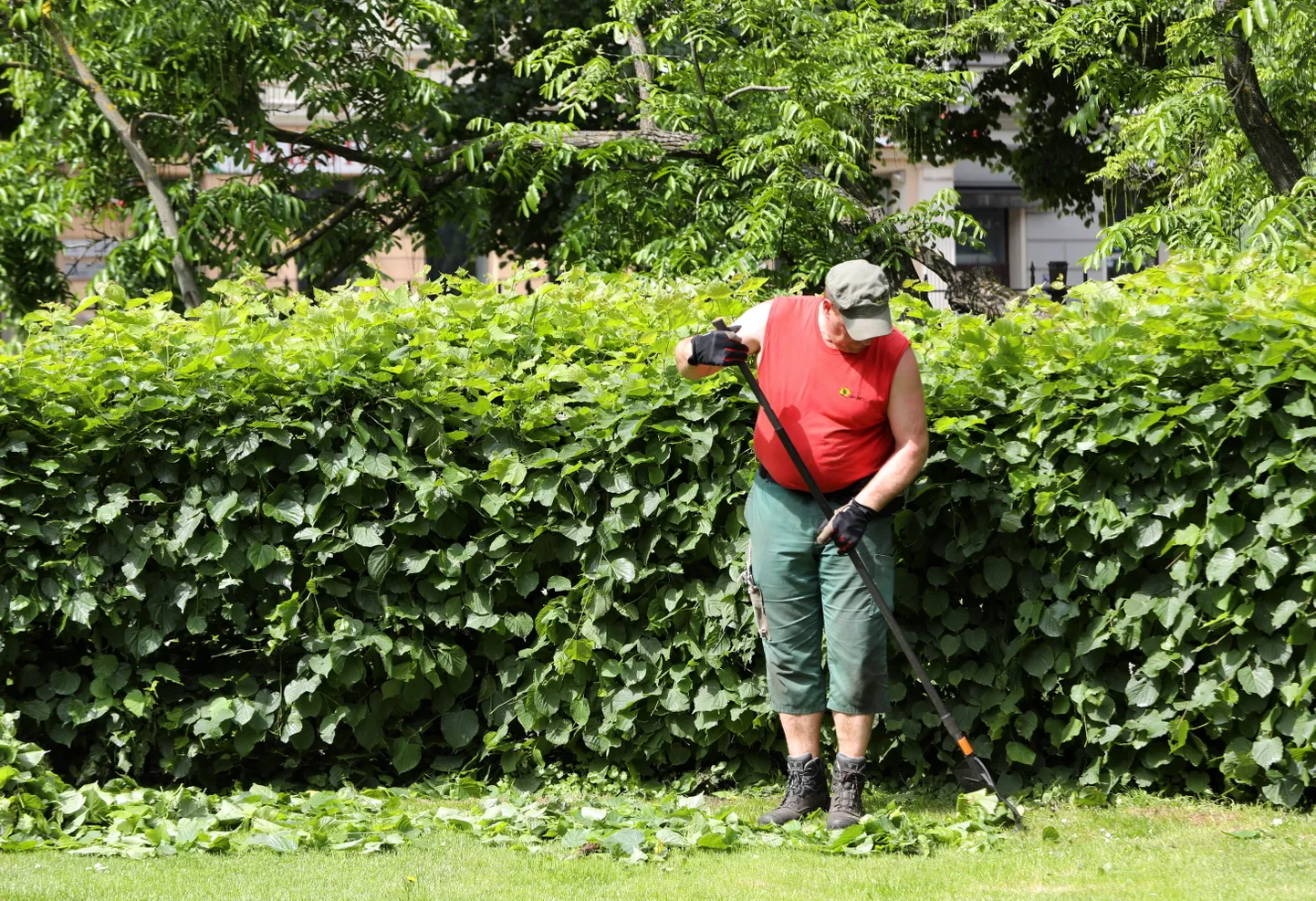 SIA "Rīgas meži" daļas "Dārzi un parki" darbinieks uzkopj zālienu Vērmanes dārzā.
