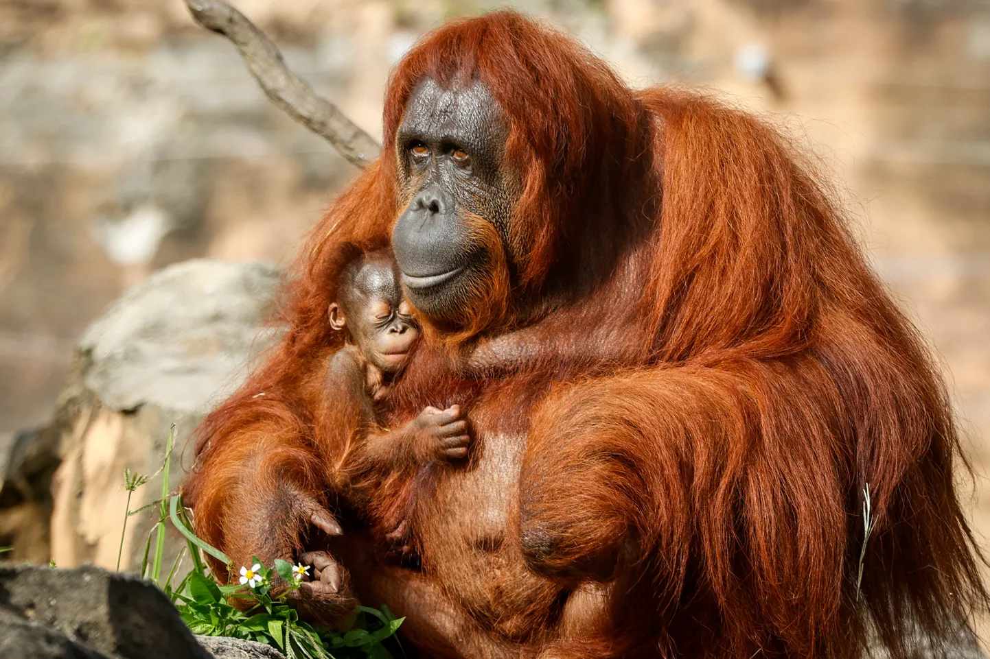 Orangutanid. Foto on illustratiivne.