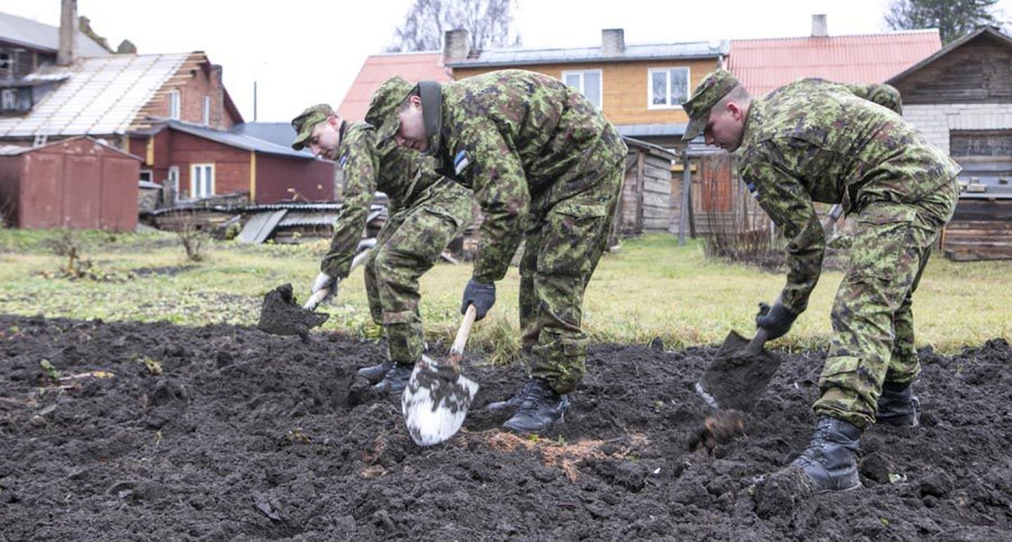 Logistikapataljoni ajateenijad Märt Riim (vasakult), Aleksandr Smolko ja Dmitri Pankov käisid Uuel tänaval aiamaad kaevamas ning leidsid mullast mitukümmend kartulit.