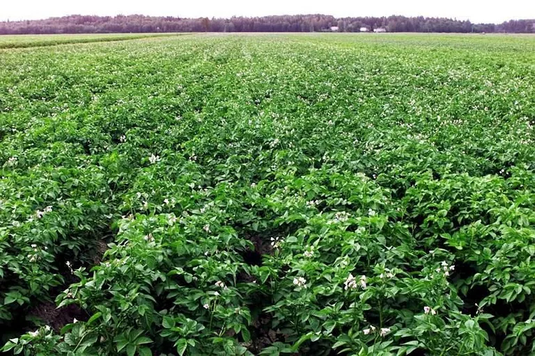 Kartulipõld.