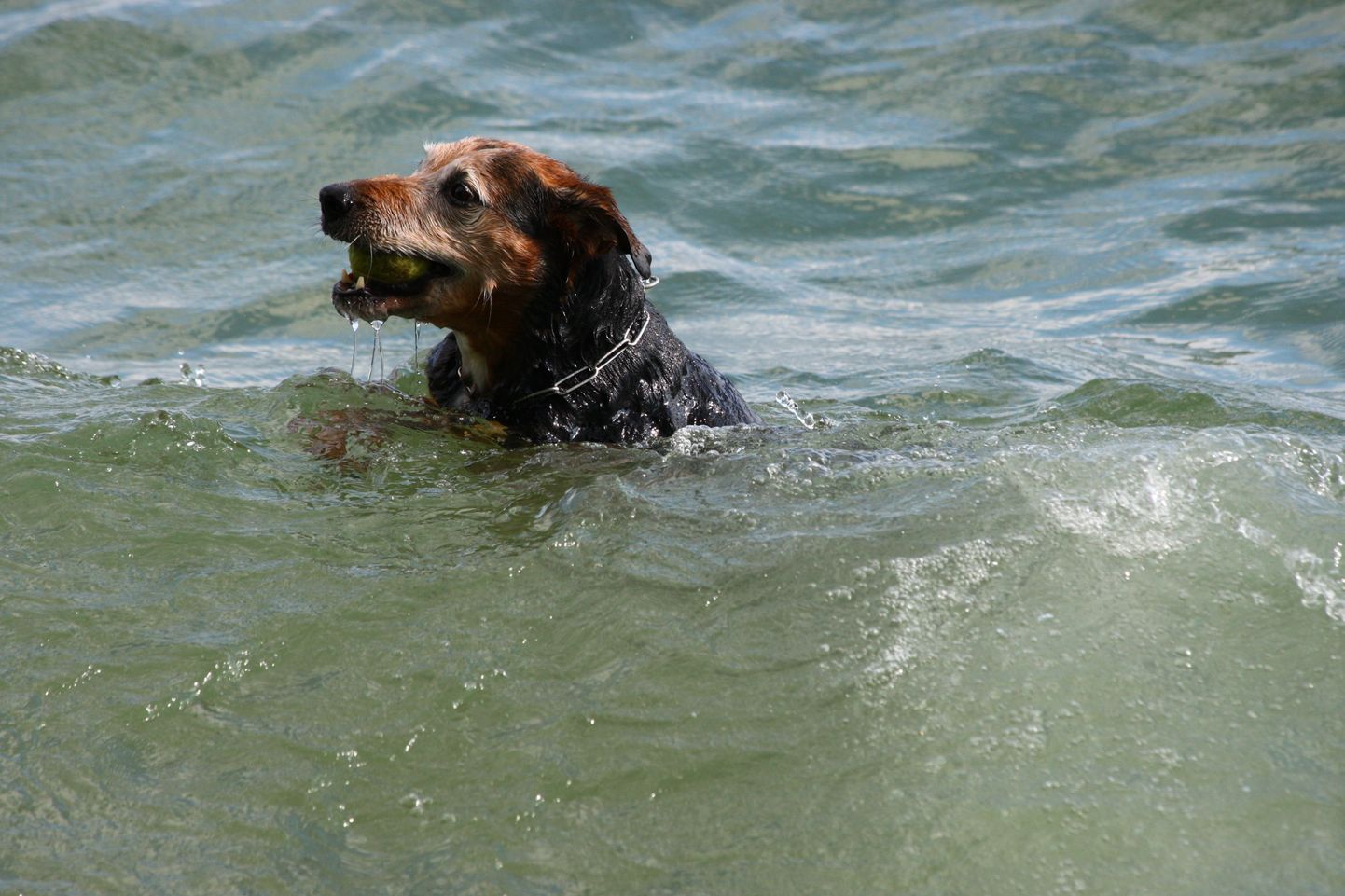 Собака в воде. Иллюстративное фото.