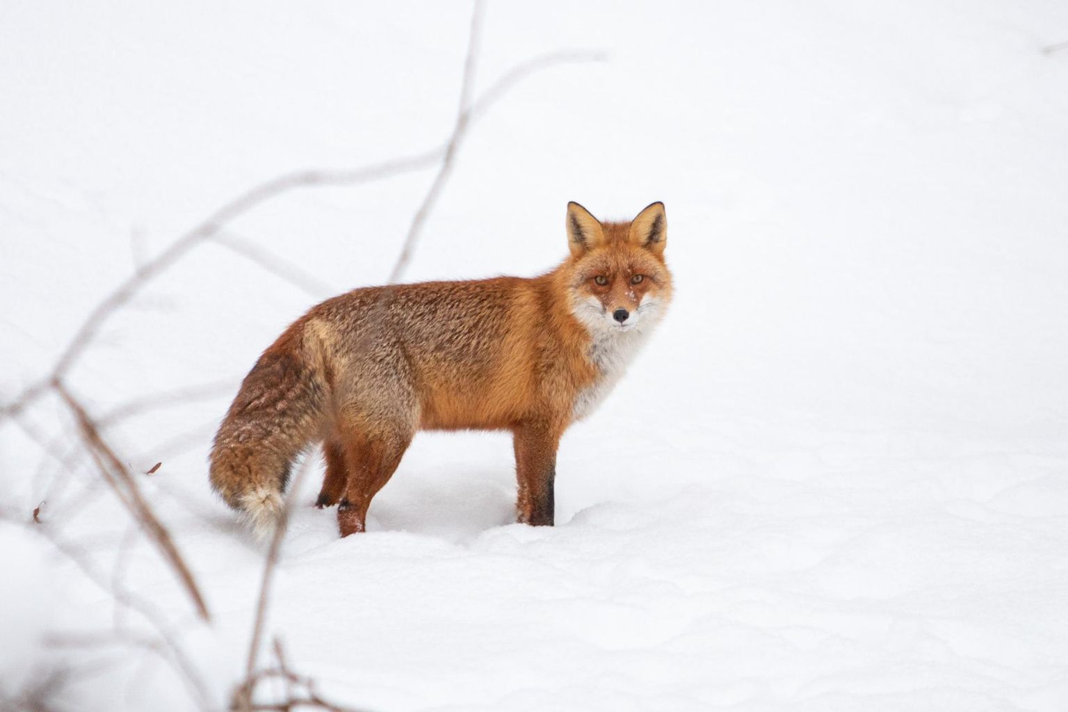 Ehkki tundub, justkui toimetaks see punasaba vabas looduses, on pilt tehtud Viljandis. Loom jäi piltniku kaamera ette mullu 7. veebruaril lossimägedes.
